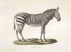 Žena zebra. Samice zebry, z přírodní historie savců (barva litho) od French School