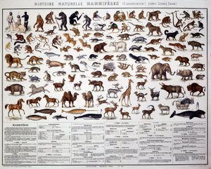 Zoologie: klasifikace savců podle francouzského biologa Georgese Cuviera (1769-1832). Přírodovědná rada od French School
