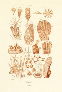 Zoofyti, 1833-39 od French School