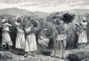 obyčejný smilax nebo sarsaparille nebo sklizeň svlačec v Peru (rytina) 1888 od French School