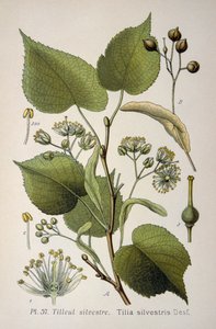 listy "Tilia Silvestris", rodu stromů od French School