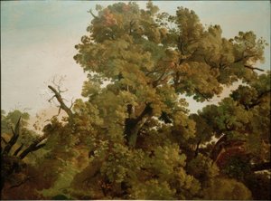 Dub od Friedrich Nerly