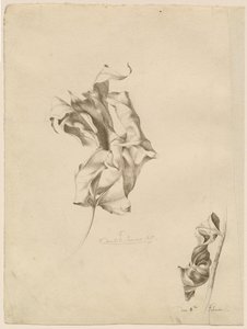 Scvrklé listy od Friedrich Olivier
