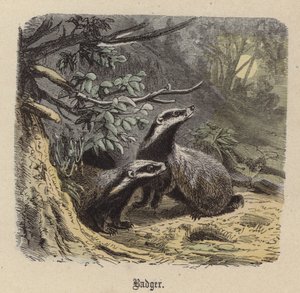 Jezevec (barevné rytí) od Friedrich Specht
