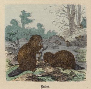 Bobr (barevné rytí) od Friedrich Specht