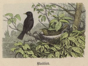 Kos (barevná rytina) od Friedrich Specht