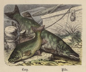 Kapr, Štika (barevné rytí) od Friedrich Specht