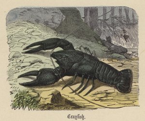 Raci (barevné rytí) od Friedrich Specht