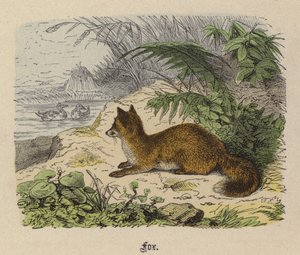 Fox (barevné rytí) od Friedrich Specht