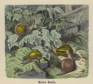 Zahradní šneci (barevné rytí) od Friedrich Specht
