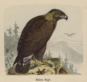 Golden Eagle (barevná rytina) od Friedrich Specht