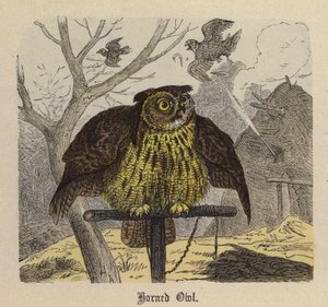 Sova rohatá (barevná rytina) od Friedrich Specht