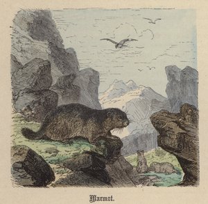 Svišť (barevné rytí) od Friedrich Specht