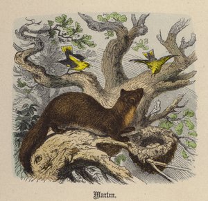 Kuna (barevné rytí) od Friedrich Specht