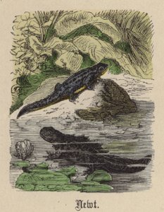 Mlok (barevná rytina) od Friedrich Specht
