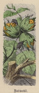 Ořechovka (barevné rytí) od Friedrich Specht