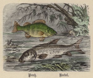 Okoun, Barbel (barevné rytí) od Friedrich Specht