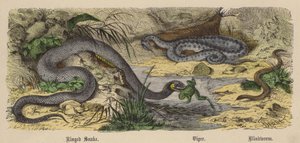 Ringed Snake, Viper, Blindworm (barevné rytí)