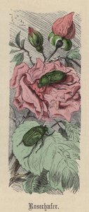 Rosechafer (barevná rytina) od Friedrich Specht