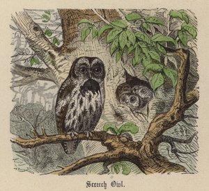 Sova křiklavá (barevná rytina) od Friedrich Specht