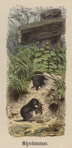 Shrewmouse (barevné rytí) od Friedrich Specht