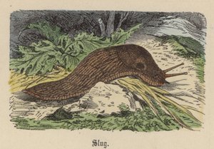 Slimák (barevné rytí) od Friedrich Specht