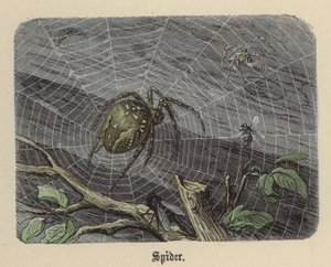 Pavouk (barevné rytí) od Friedrich Specht