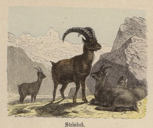 Steinbok (barevná rytina) od Friedrich Specht