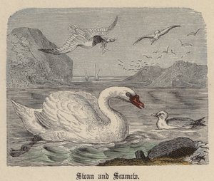 Swan and Seamew (barevné rytí) od Friedrich Specht
