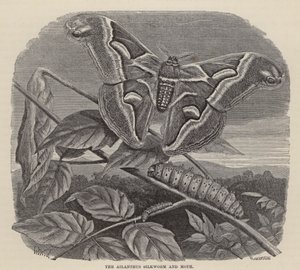 Ailanthus bource morušového a můra (rytina) od Friedrich Specht