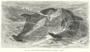 Delfín obecný (Delphinus Delphis) (rytina) od Friedrich Specht
