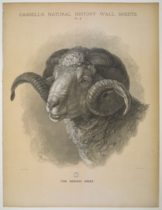 Ovce Merino, z „Cassell