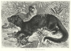 Tayra (Galictis Barbara) (rytina)