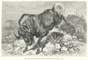 Gnu běloocasý (Catoblepas Gnu) (rytina)
