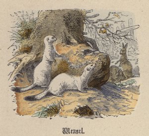 Weasel (barevné rytí) od Friedrich Specht