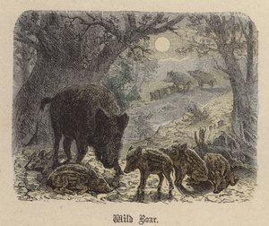 Divoké prase (barevná rytina) od Friedrich Specht