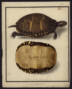 Chrysemys picta, před rokem 1792 od Friedrich Wilhelm Wunder