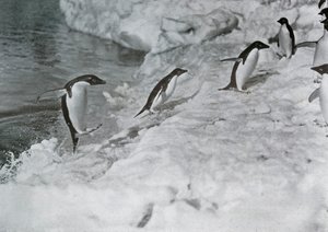 Tučňáci skáčou na ledovou nohu, c1911, 1913.