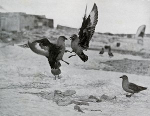 Skua Gulls Fighting Over Some Blubber, 1911, 1913