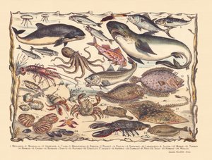 Strana 16: Medúzy, sviňuchy, sleď, tuňák, makrela, žralok, parmice, chobotnice, sardinky, humr, sépie, treska, kambala, vousy, krab, poustevník Bernard, ústřice, hřebenatky, asteria, dlaždice, rejnok, jazyk, humr, mušle od Gabriel Gostiaux