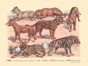 Strana 13: Pumy nebo stříbrní lvi nebo američtí lvi Vlk, šakal, hyena africká, hyena asijská od Gabriel Gostiaux