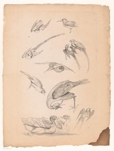 Jedenáct čínských ptáků, včetně kachen a conures Různí čínští ptáci (název série) Livre des differentes éspeces d