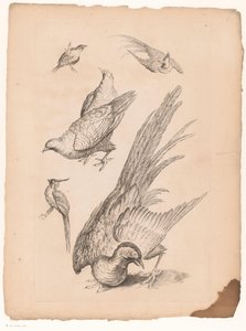 Zes čínské vogely Verschillende Chinese Vogels (název série) Kniha různých druhů ptáků Číny (název série)
