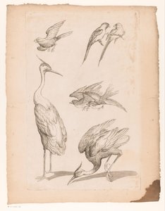 Sedm čínských ptáků, včetně volavek a Conures Různí čínští ptáci (název série) Livre des differentes éspeces d