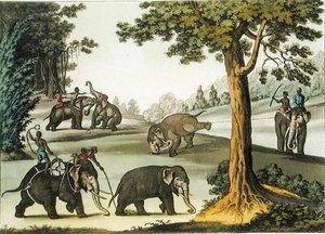 Capturing Elephants in Barma, deska 76 z „Le Costume Ancien et Moderne“ od Julese Ferraria, vydáno kolem 20.–30. let 18. století (barevné lito)