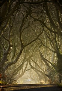 Tunel kouzelného stromu od Gary McParland