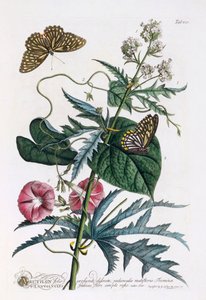 1. Abutilon, 2. Convolvulus, c. 1748 ručně kolorovaná rytina. od "Georg Dionysius Ehret