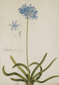 Agapanthus, od Georg Dionysius Ehret