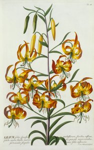 Americká Turkscap Lily, c. 1740 ručně kolorovaná rytina. od "Georg Dionysius Ehret