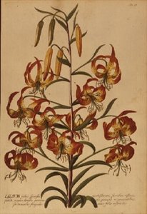 American Turkscap Lily z 